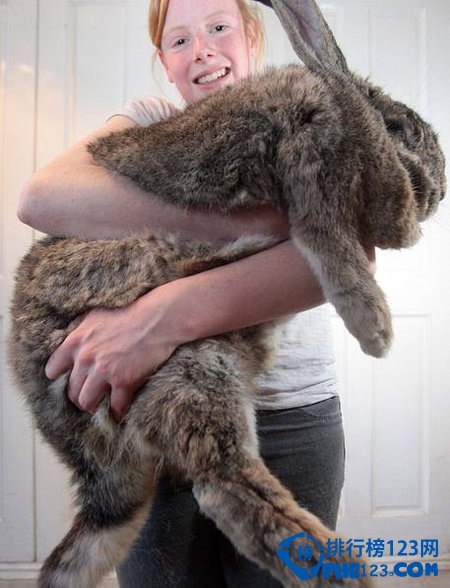 世界上最重的兔子拉尔夫